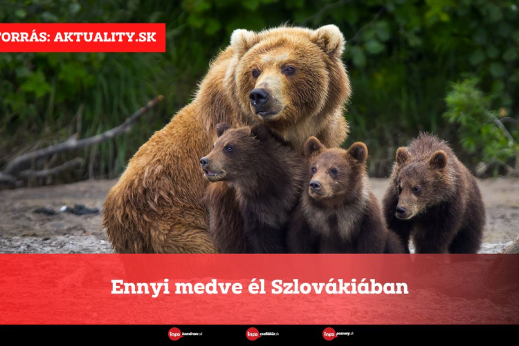 Ennyi medve él Szlovákiában