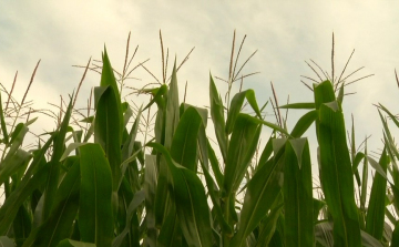NASA: A klímaváltozás tíz éven belül komoly hatással lehet a kukoricatermesztésre