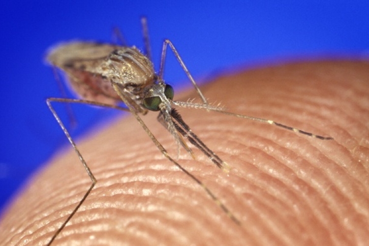 Biológiai eljárással irtják a szúnyogokat Komáromban