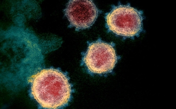 Koronavírus: Az enyhébb koronavírus-fertőzés jóval kisebb immunitást idéz elő