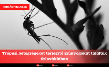 Trópusi betegségeket terjesztő szúnyogokat találtak Szlovákiában
