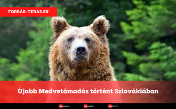 Újabb Medvetámadás történt Szlovákiában