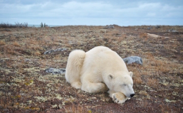  A jegesmedvék vesztét okozhatja a klímaváltozás a század végére