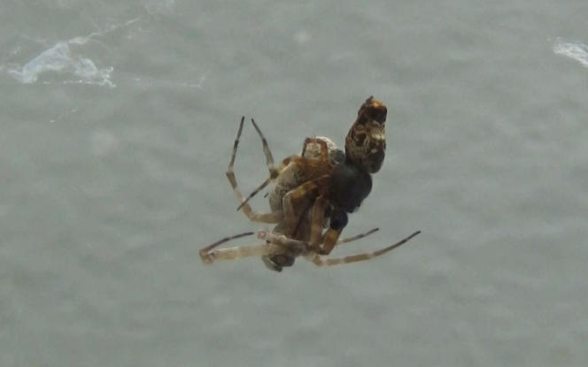Érdekes, párosodás utáni  túlélési trükköt fedeztek fel egy pókfajnál